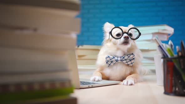 white brown chihuahua lap dog wearing glasses alt