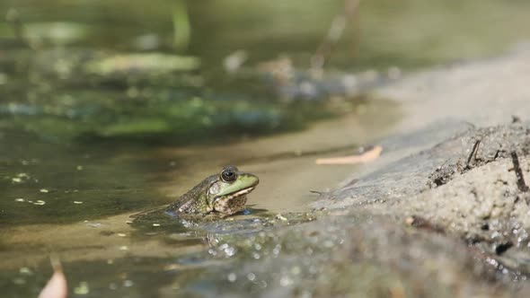Green Frog Sits on the River Shore on Sand in Water. Portrait of Toad in Marsh alt
