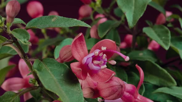 Fuchsia erige flowers blooming in time lapse