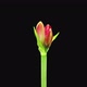 Time-lapse of opening light red Brazza amaryllis Christmas flower - VideoHive Item for Sale
