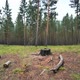 A Lonely Stump in a Clearing in a Siberian Forest - VideoHive Item for Sale