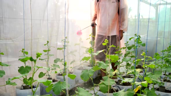 Farmer spraying for cleaning fresh melon for protect it from disease alt