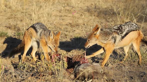 Scavenging Black Backed Jackals alt