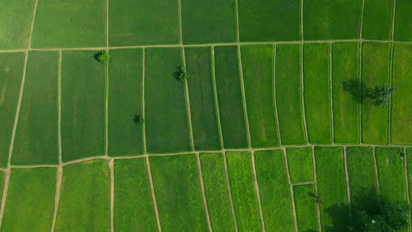 Aerial view green field pattern alt