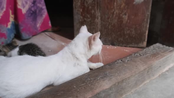 Wild Stray Nursing Mother Cat and Kitten on a Dirty Street in Africa Zanzibar alt