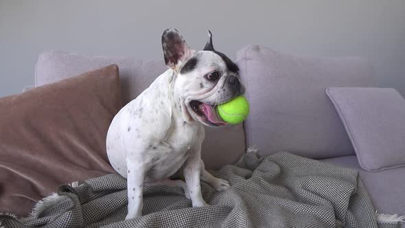 A Tired French Bulldog Sitting on the Sofa with a Tennis Ball in His Mouth alt