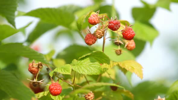 Branch Of A Red Raspberry