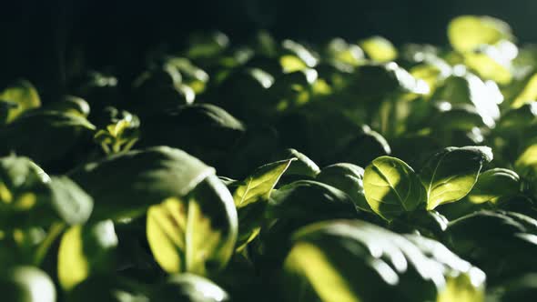 Italian Cultivation of Fresh Basil alt