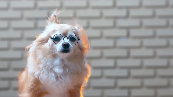 chihuahua old senior dog wearing glasses sit relax face with blur brick wall texture background alt