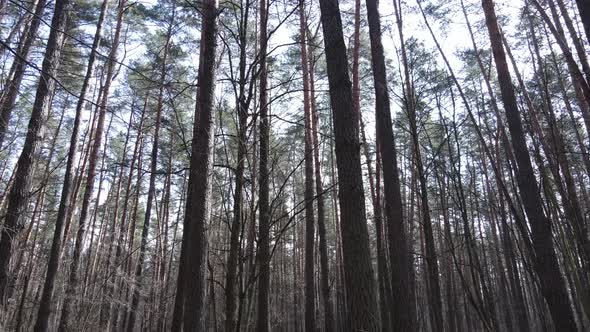 Trees in a Pine Forest During the Day Aerial View alt