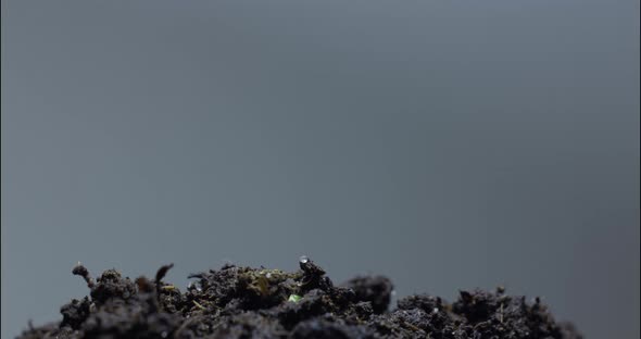 Time Lapse Growth Rotating Plant alt