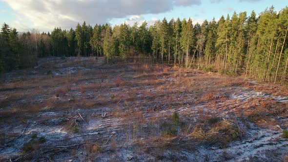 Deforestation After Clear Felling of Trees alt
