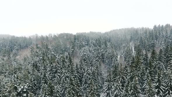 White And Mystical Winter Forest Background