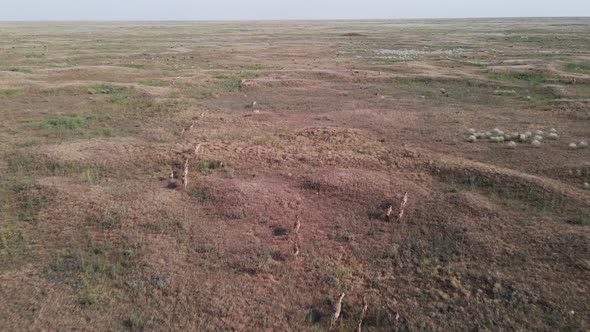 Herd of Wild Saiga Antelopes Saiga Tatarica Running Through the Steppe alt