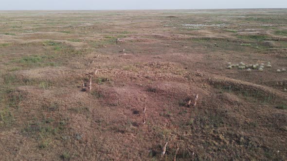 Herd of Wild Saiga Antelopes Saiga Tatarica Running Through the Steppe
