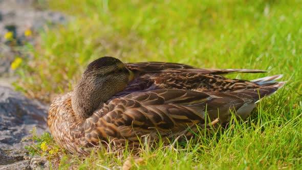 Little Wild Duck Lies on Soft Grass in Park on Lake Bank alt