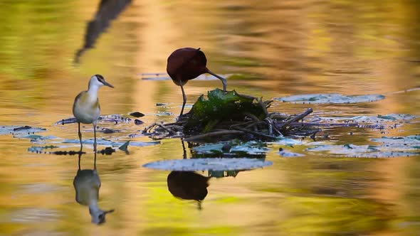 African jacana in Kruger National park, South Africa alt