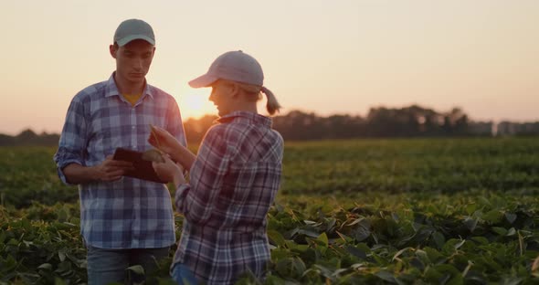 Farmers  a Man and a Woman Communicate in a Soybean Field at Sunset Use a Tablet alt