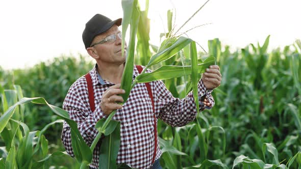 Farmer Holds Young Corn Leaves in His Hand Corn Maize Agriculture Nature Field alt
