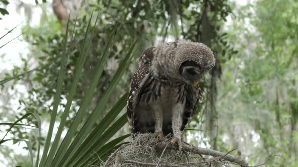  Young Barred Owl Calls For Its Mother