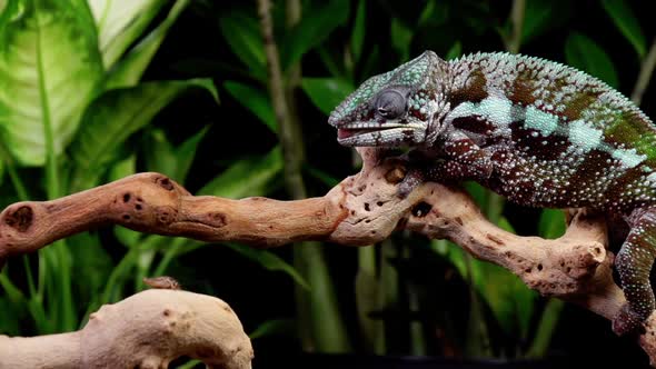 Panther Chameleon Shoots It's Tongue Out To Catch A Cricket alt