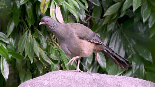 Slow motion medium shot of a Chaco chachalaca walking forward over rocks alt