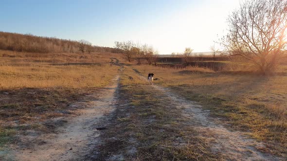 Idyllic country trail across a dry hay meadow and an overjoyed old dog fast running towards camera
