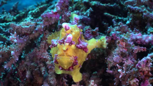 Yellow warty Frogfish (Antennarius maculatus) holding onto coral reef close up shot alt