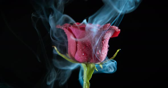 Glamour Rose in the Dark alt