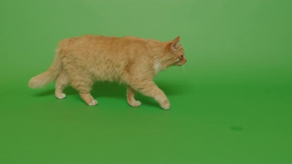 Walking golden long hair cat on the green screen