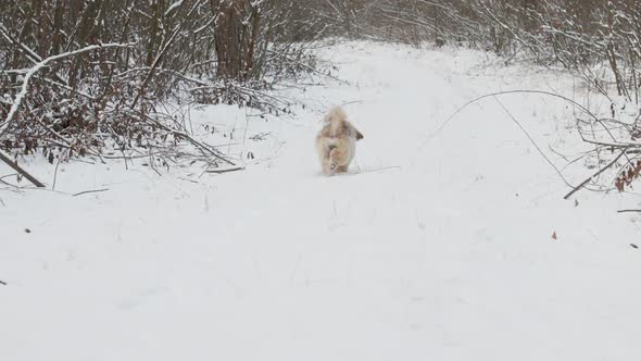 Funny Dog with Brown Fur Runs Along Dense Forest Road alt