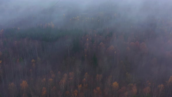 Aerial View of Forest alt