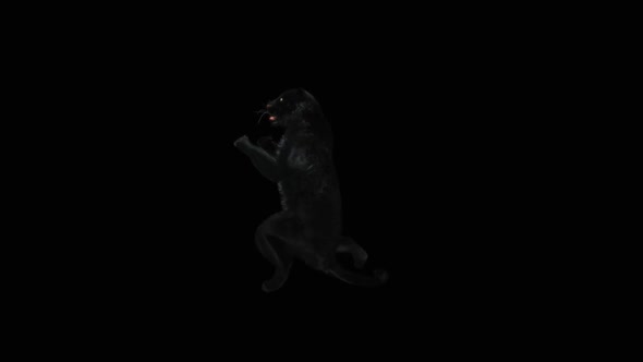Panther Dancing HD alt