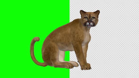 Puma - Seating and Roaring Loop - Transparent and Green Screen alt