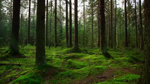 Pine Forest Ground Covered with a Dense Layer of Moss alt