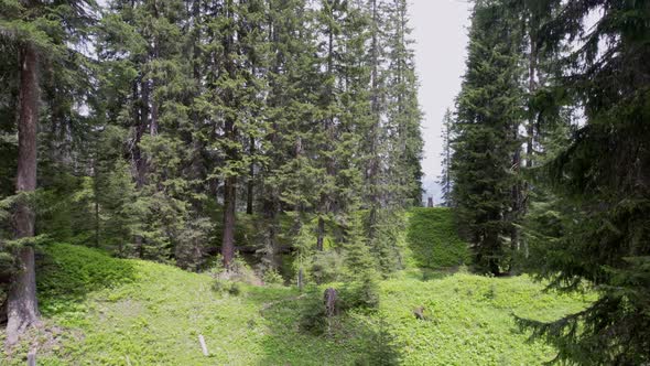Slow aerial drone footage of a forested landscape in Switzerland in summer. The drone slowly moves s alt