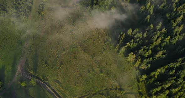 Dense Forest In The Mountains. Countryside. Top View