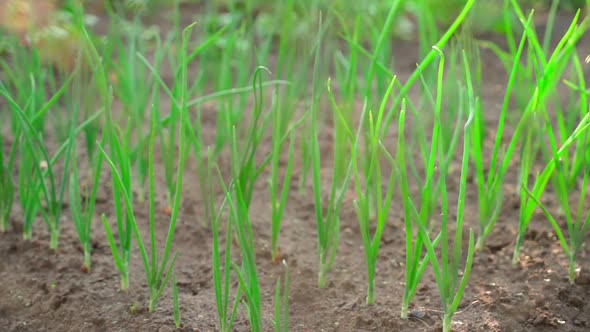 A Beautiful Wellgroomed Garden Bed with Growing Onions Behind a Mesh Fence alt