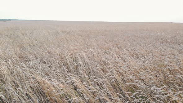 A Big Field Full of Ripening Wheat - Overcast Weather alt