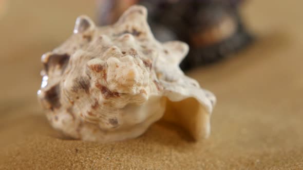 Lot of Different Sea Shellsand Starfish on Beach Sand, Black, Rotation, Dynamic Change of Focus alt