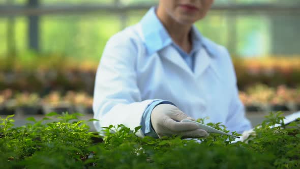 Agricultural Biologist Checking Soil Temperature in Greenhouse, Climate Control