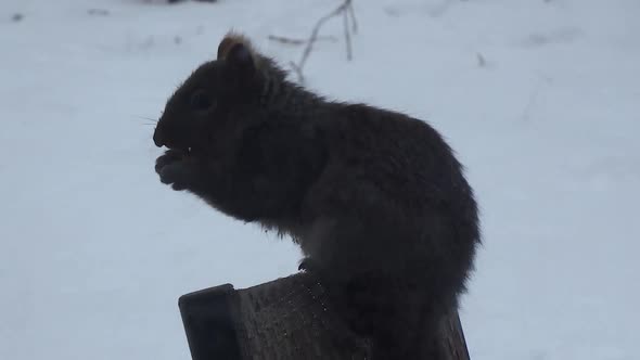 Small grey squirrel chewing on a nut. alt