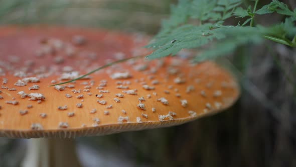 The Fly Agaric or Amanita Muscaria in the Autumn Forest. Poisonous Mushrooms.