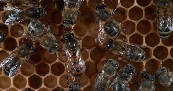 European Honey bee, Apis mellifera, Bees working on a Wild Ray, Natural Brood, Queen in the Middle alt