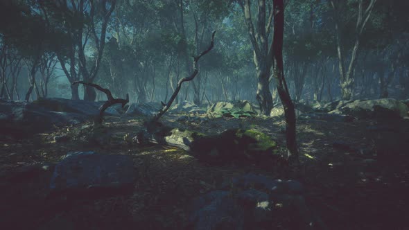 Wooded Forest Trees Backlit By Golden Sunlight alt