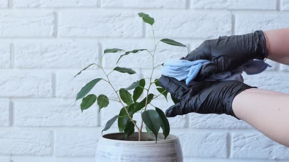 Woman Spraying Houseplants at Home alt