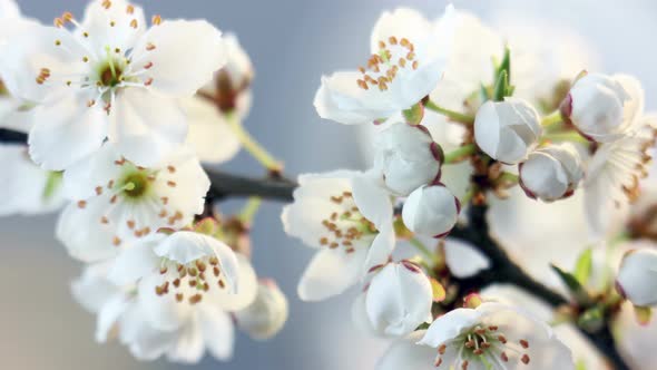 Spring Time Lapse, Cherry Plum White Flowers Blossom
