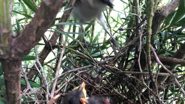 Newborn Bird Hatchlings In A Nest Open Their Mouths As Mother Chalk-browed Mockingbird Arrives With alt