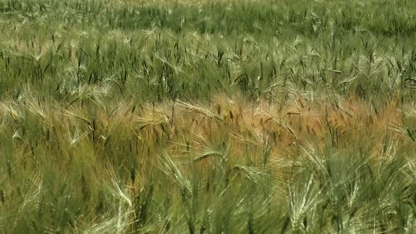 A field ripening and in the wind sways ears of wheat. alt