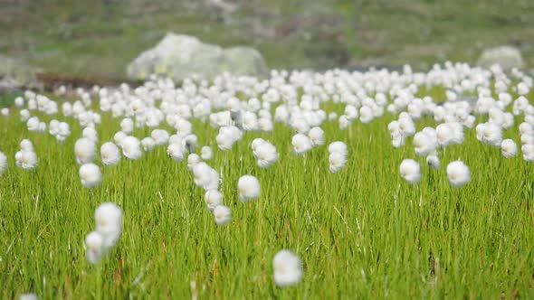 Cottongrasses in the wind in the nature of Norway alt
